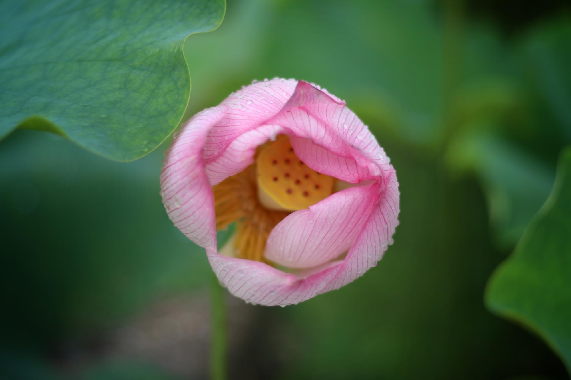 莲花深处