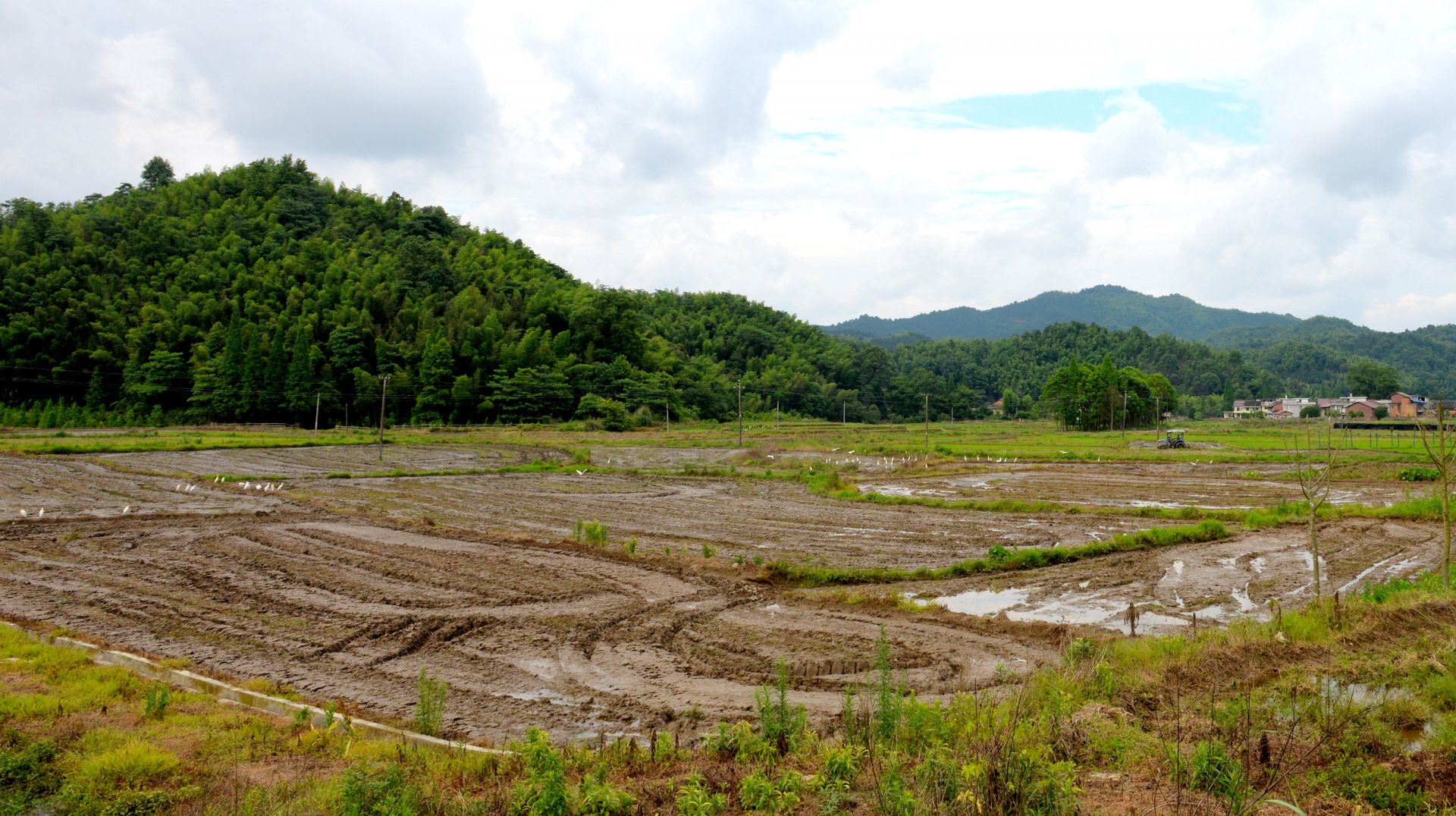 5月27日，钤山镇大岗山村的田野里，一台耕田机在作业，成群白鹭做“观众”。当地良好的绿水青山环境，绘就了人与自然和谐共生的江南画卷。