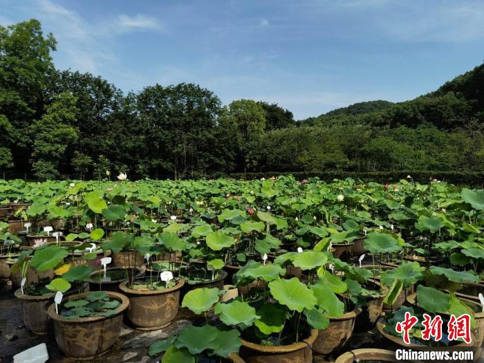 中科院武汉植物园荷花种质资源圃 中科院武汉植物园供图