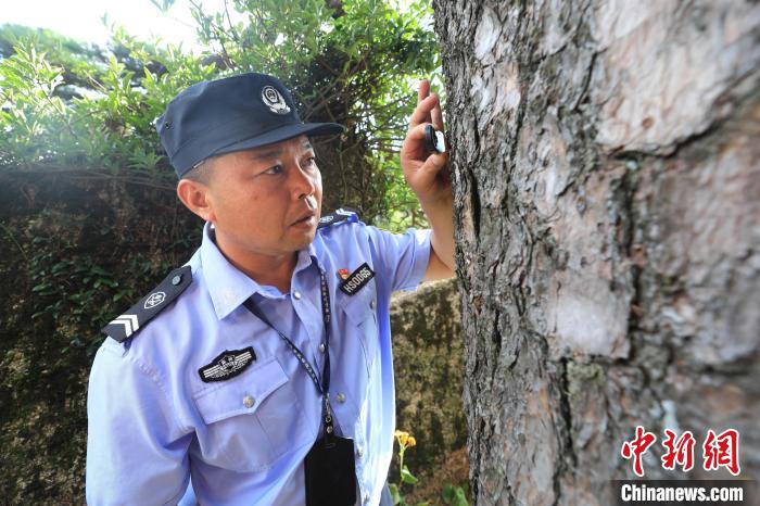 胡晓春查看迎客松的细微变化。　樊成柱 摄