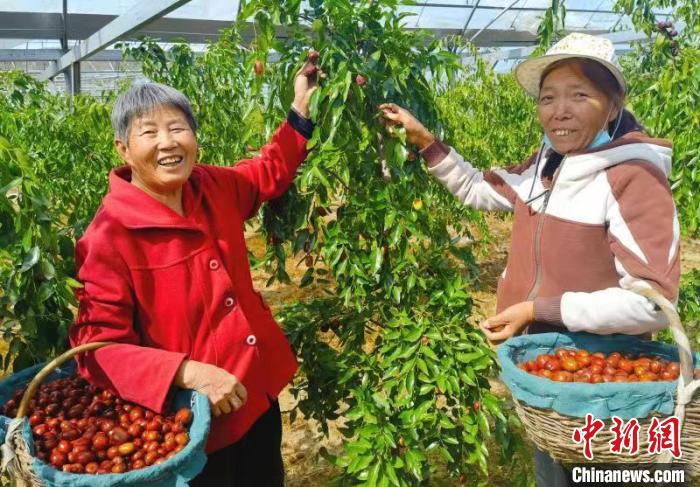 当地民众正在采摘红枣。　刘生锋 摄