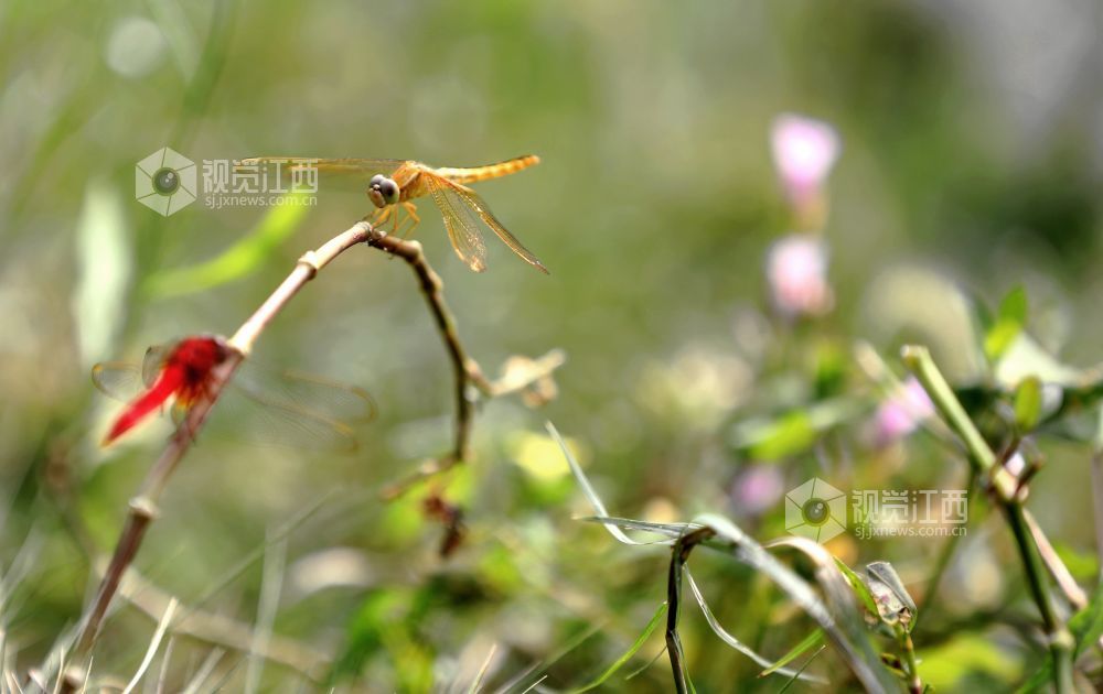 江西分宜：各色蜻蜓起舞忙