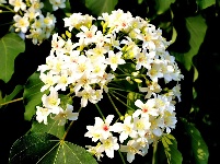 分宜：油桐花开胜似雪