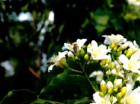 分宜：油桐花开胜似雪