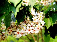 分宜：油桐花开胜似雪