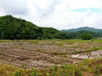 5月27日，钤山镇大岗山村的田野里，一台耕田机在作业，成群白鹭做“观众”。当地良好的绿水青山环境，绘就了人与自然和谐共生的江南画卷。