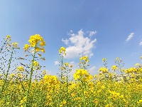 油菜花“有才华”