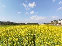 油菜花“有才华”