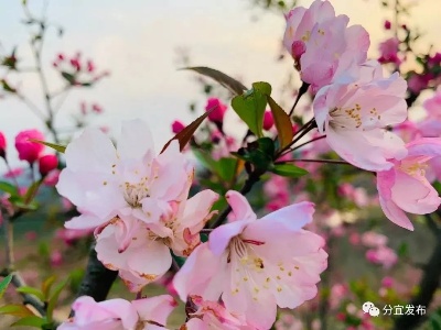 【江西是个好地方——爱在新余】三月分宜：百花争艳 春意盎然