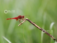 江西分宜：各色蜻蜓起舞忙