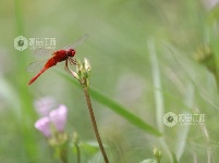 江西分宜：各色蜻蜓起舞忙