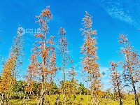 分宜：树叶斑斓 景色如画