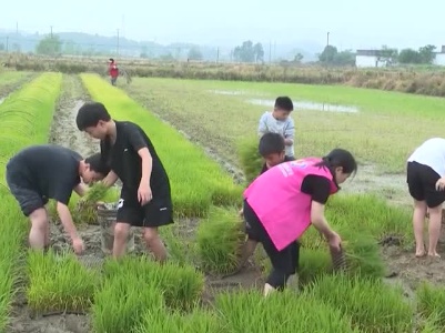 20240501走进“田间课堂”体验劳动之美